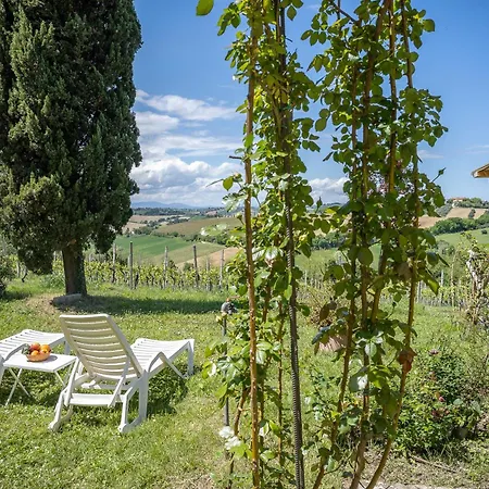 Delightful Facing The Vineyard